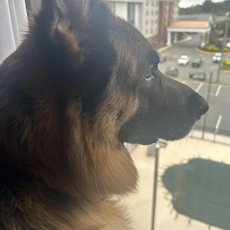 An adult large-sized male German Shepherd Dog dog named Jax for adoption in Roslyn, NY