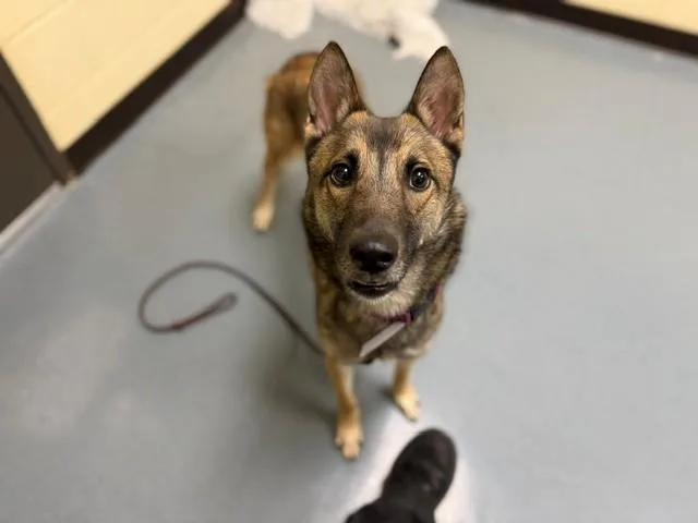 A young medium-sized female German Shepherd Dog dog named Gaia for adoption in Denver, CO