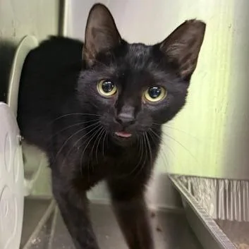 An adult small-sized female Domestic Short Hair cat named Magenta for adoption in Cumming, GA