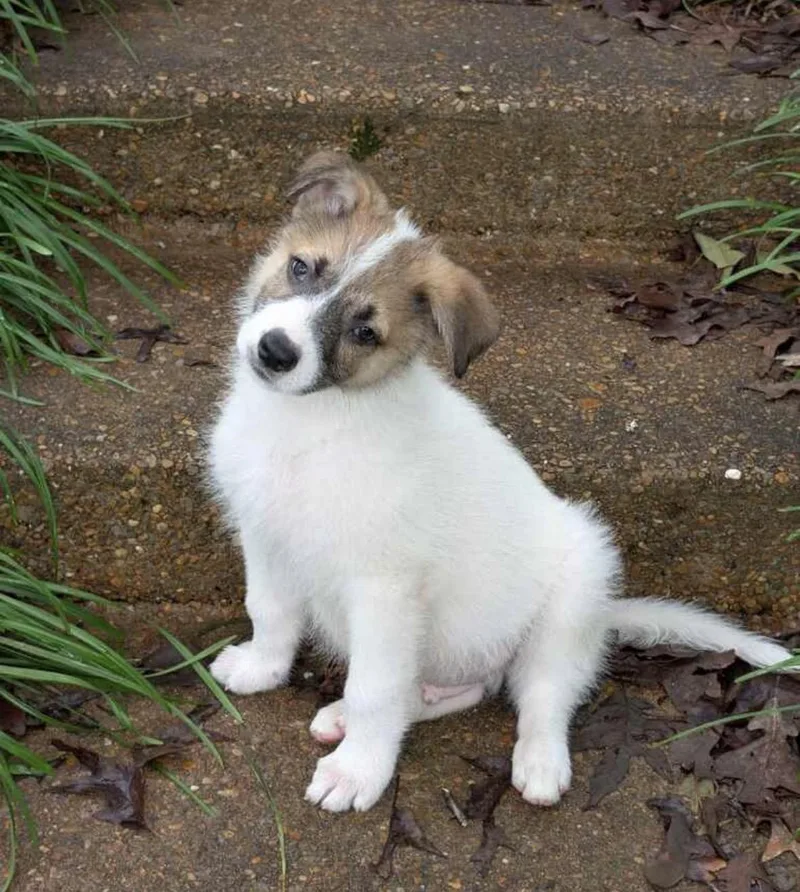 A baby medium-sized male Mixed Breed dog named Fluffer for adoption in Pembroke, MA