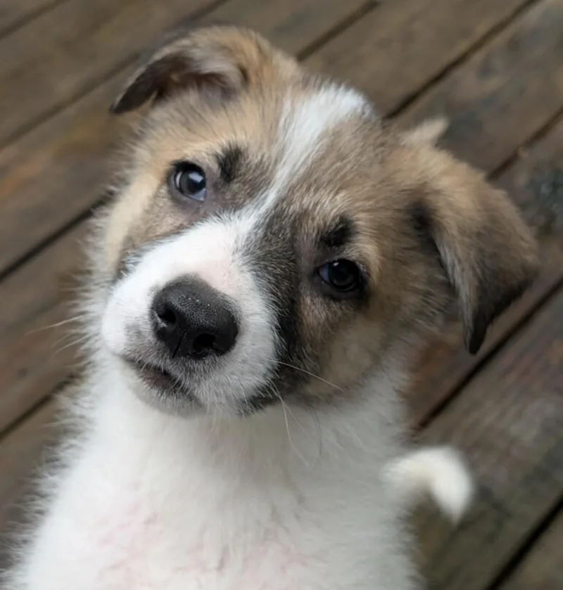 Fluffer thumbnail 2