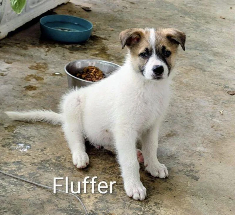 Fluffer thumbnail 3
