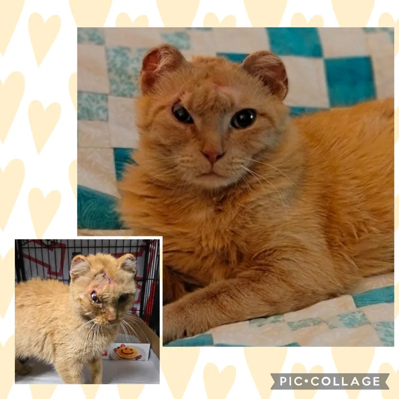 An adult medium-sized female Tabby (Orange / Red) Domestic Short Hair cat named Randi for adoption in Reeseville, WI