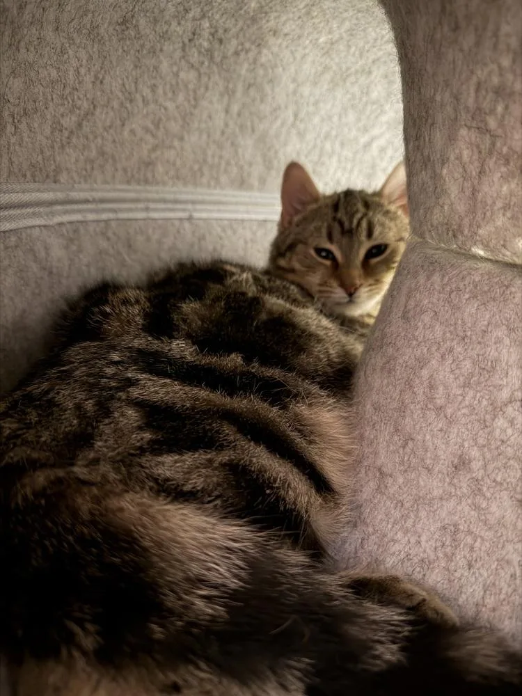 Schitt's Creek:  David