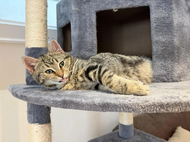 Schitt's Creek:  David thumbnail 2