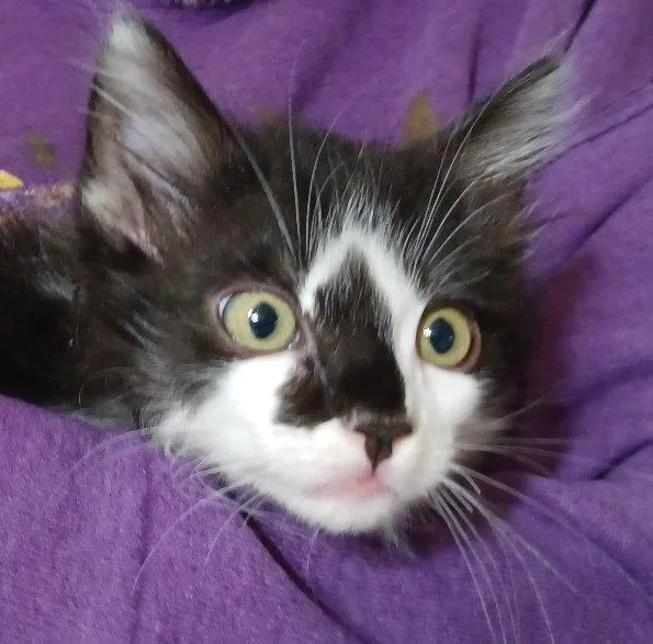 A baby small-sized male Black & White / Tuxedo Maine Coon cat named Felix for adoption in San Jose, CA