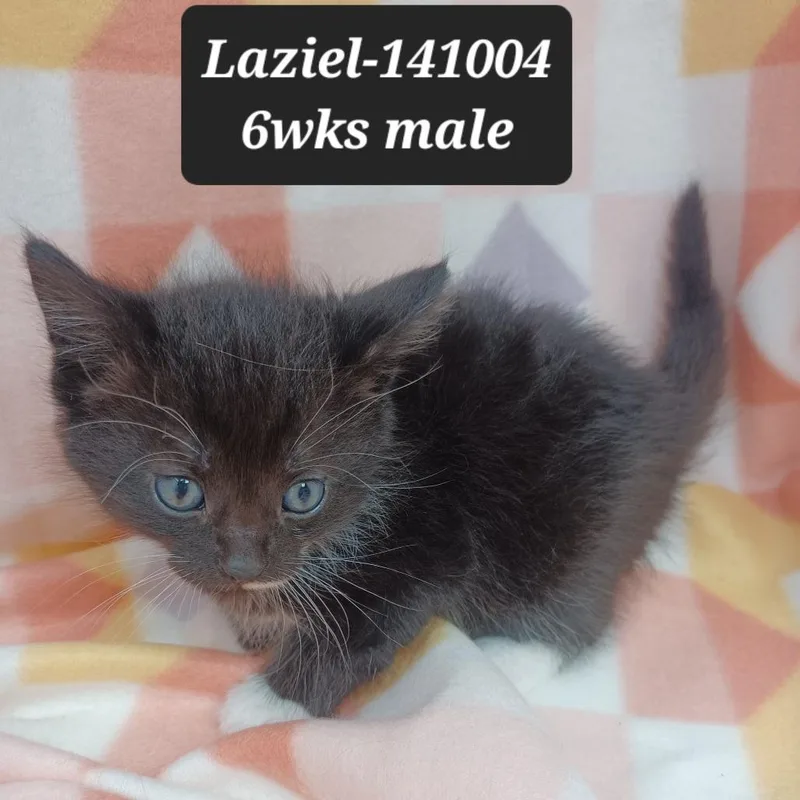 A baby small-sized male Domestic Short Hair cat named Laziel for adoption in New Tazewell, TN