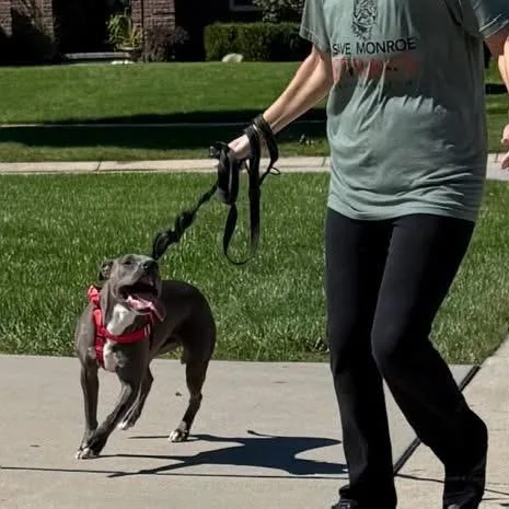 A young small-sized male Pit Bull Terrier dog named Spence aka Diesel for adoption in Monroe, MI