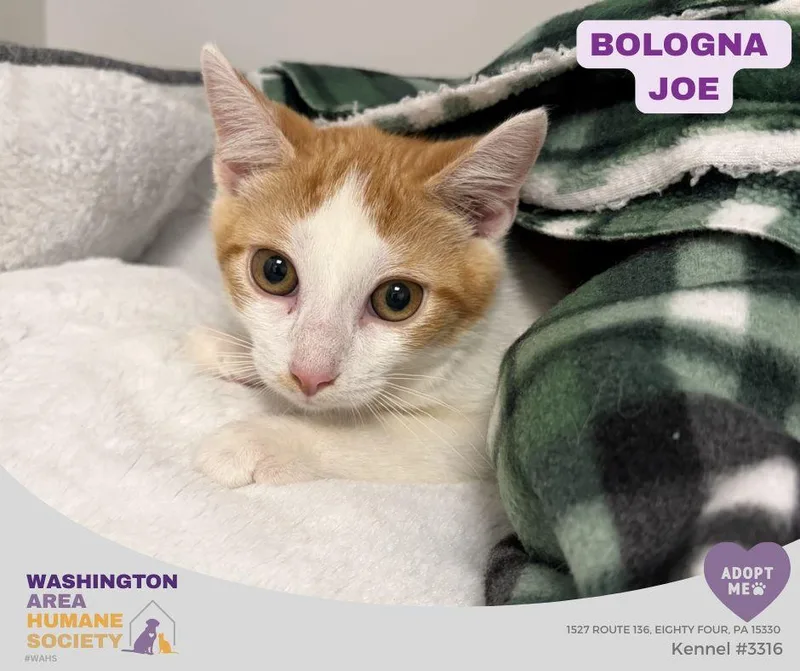 A baby small-sized male Orange & White Domestic Short Hair cat named Bologna Joe for adoption in Eighty Four, PA