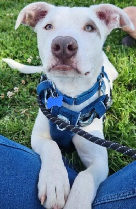 A baby medium-sized male White / Cream Australian Shepherd dog named Captain for adoption in Van Nuys, CA