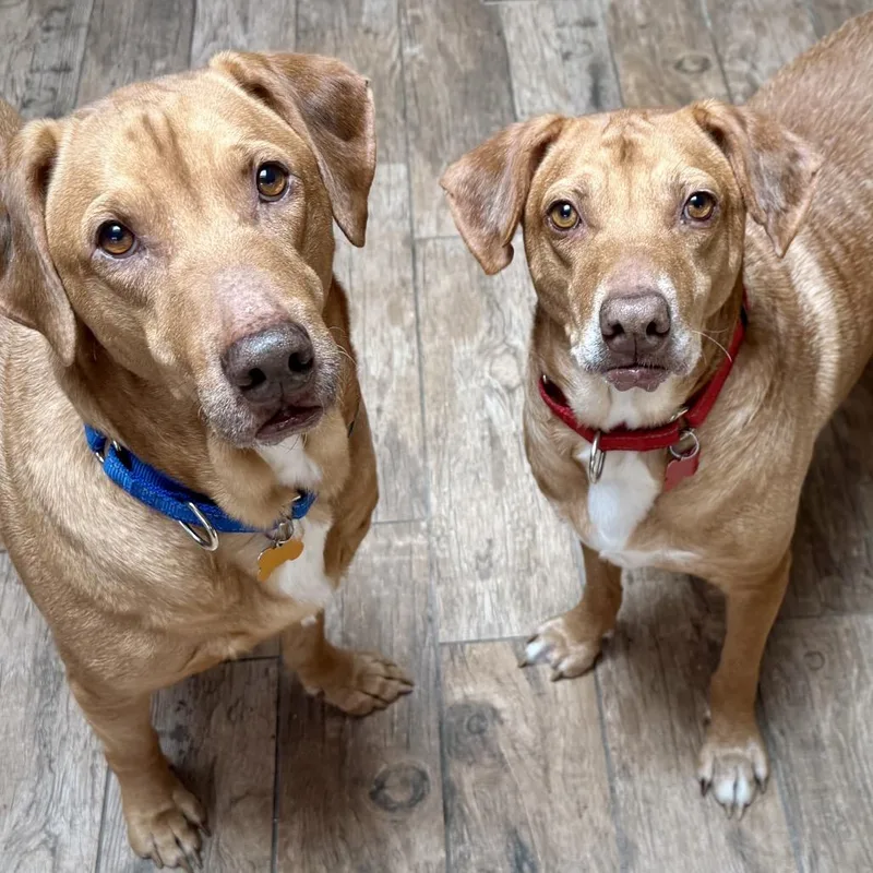 A senior medium-sized male Red / Chestnut / Orange Coonhound dog named Luke for adoption in Avon, OH