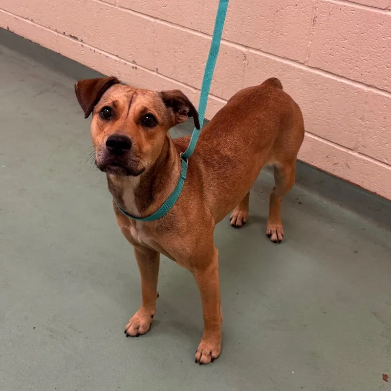 An adult medium-sized female Yellow / Tan / Blond / Fawn Mixed Breed dog named Cupcake for adoption in Memphis, TN