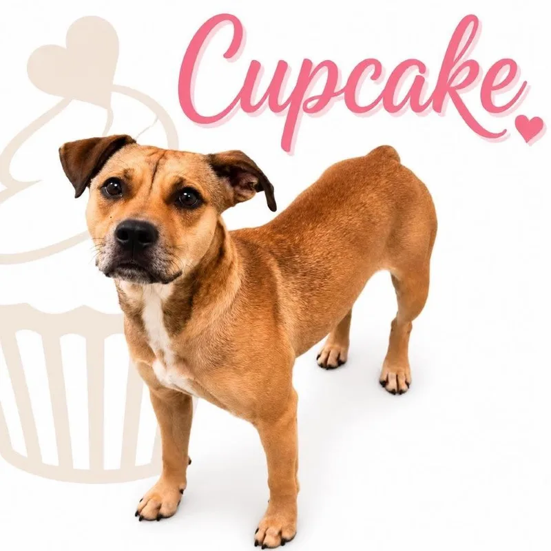 Cupcake thumbnail 2