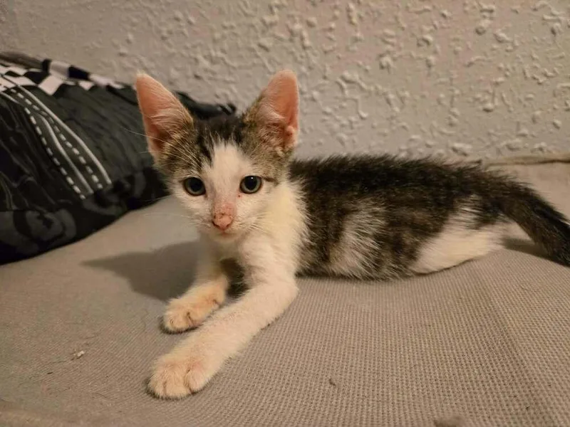 A baby small-sized female Domestic Short Hair cat named Bee for adoption in Chicago, IL
