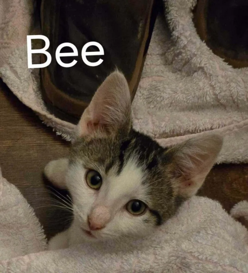 Bee thumbnail 3