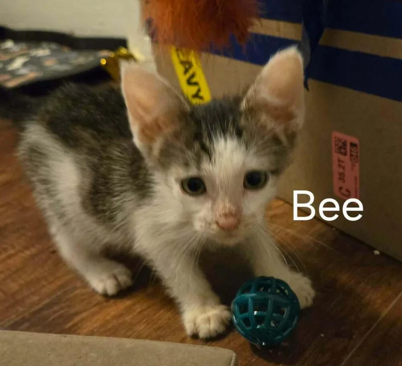Bee thumbnail 4