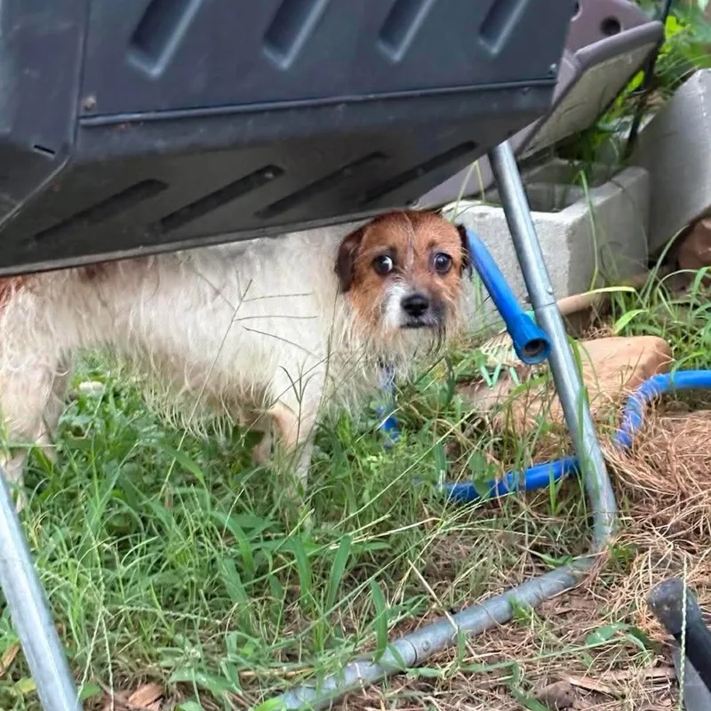 An adult small-sized female White / Cream Parson Russell Terrier dog named Lucky Arriving D for adoption in Princeton, MN