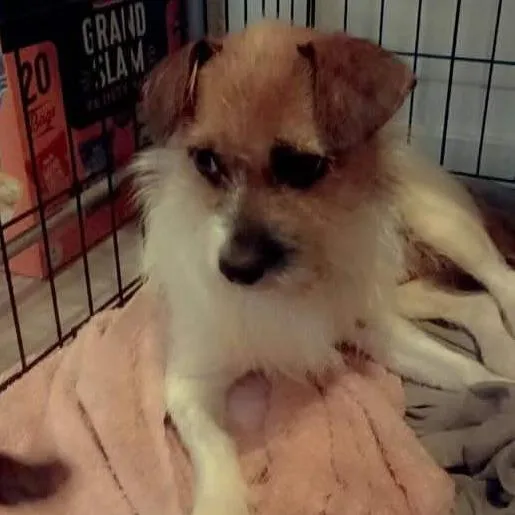 Lucky Arriving  D thumbnail 4