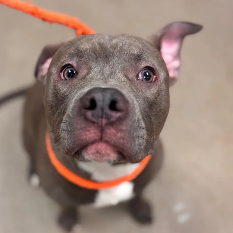 A young large-sized male Gray / Blue / Silver Pit Bull Terrier dog named Bucket for adoption in York, PA