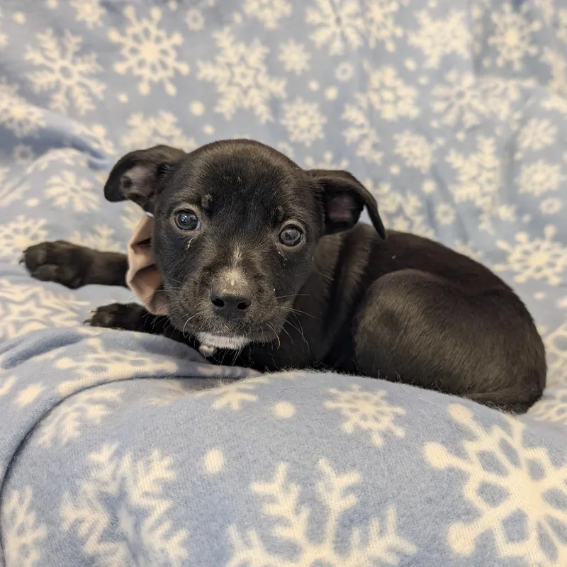 Nora