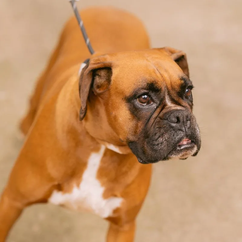 An adult large-sized female Boxer dog named Muffin for adoption in Zionsville, IN