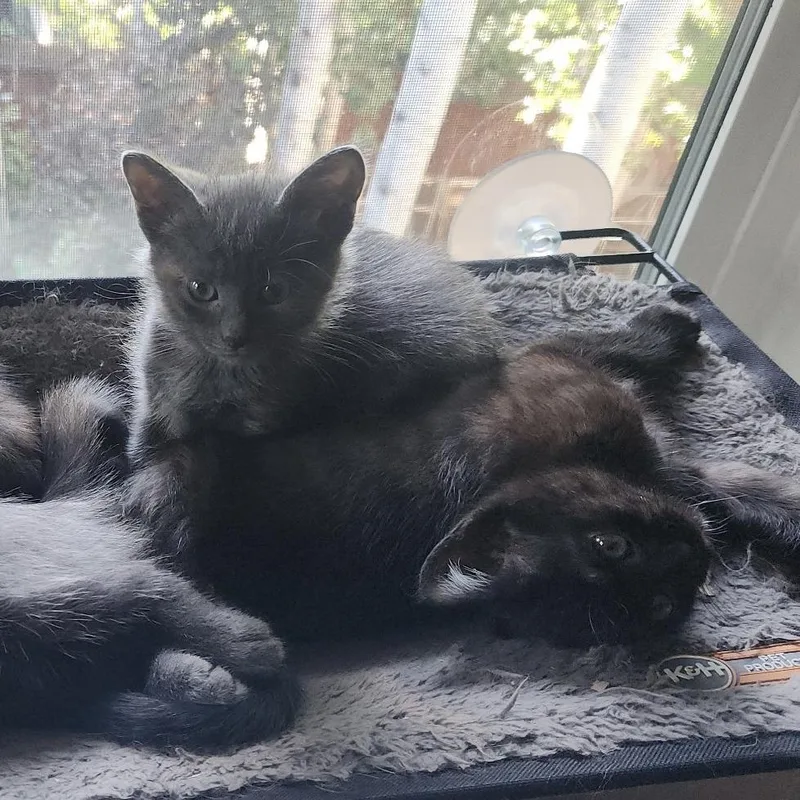 A baby small-sized female Black Domestic Medium Hair cat named Cinder for adoption in Stagecoach, NV