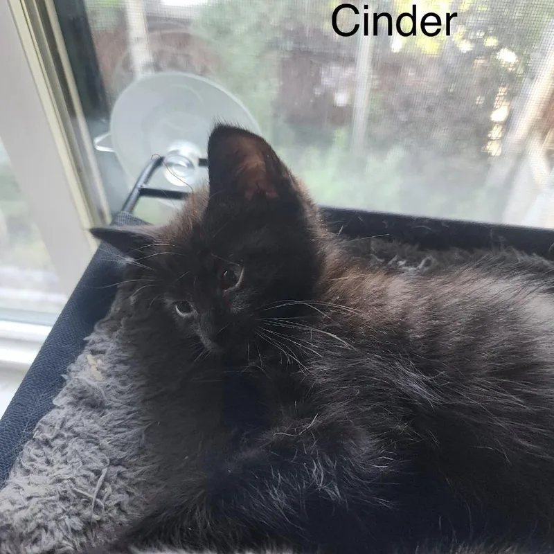 Cinder thumbnail 2