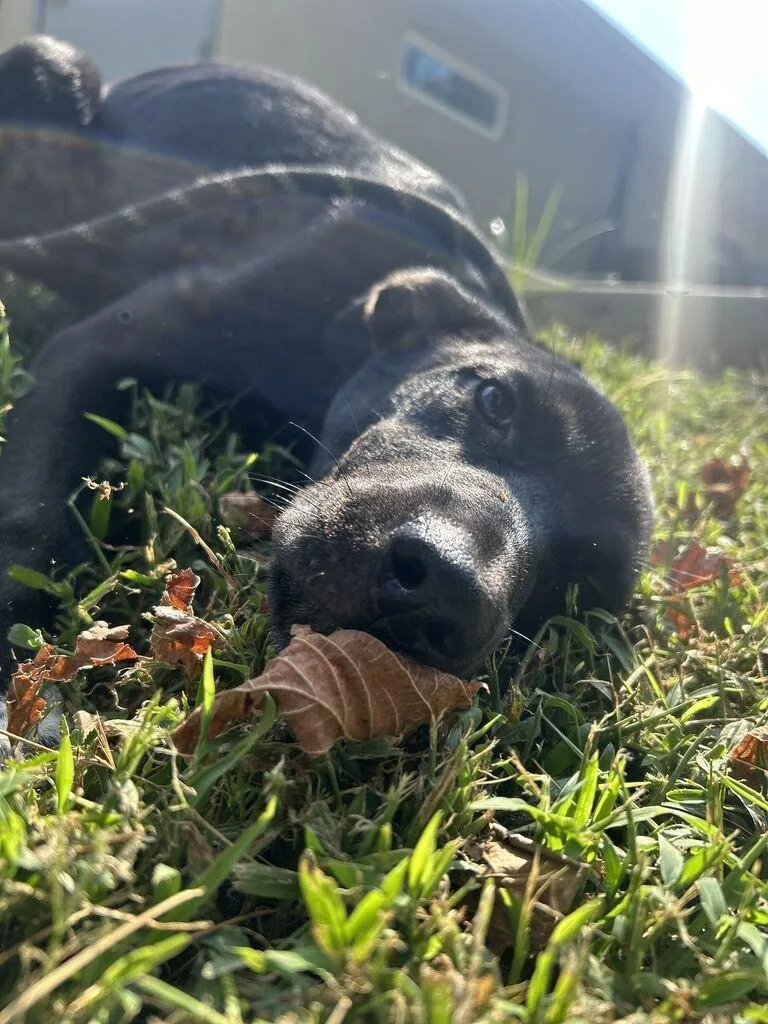 A baby medium-sized female Pit Bull Terrier dog named Cotton for adoption in Athens, AL