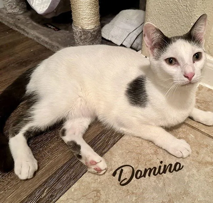 Domino Bondedtodaisy
