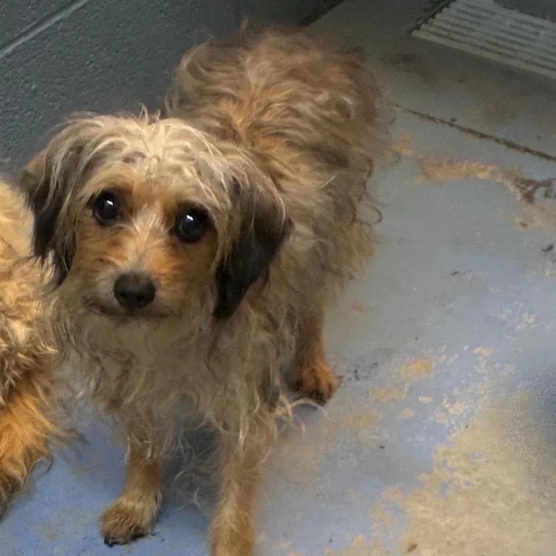 An adult small-sized female Gray / Blue / Silver Mixed Breed dog named Maisie for adoption in Gadsden, AL