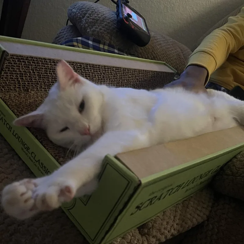 An adult medium-sized female White Domestic Short Hair cat named TShirt Bandit for adoption in Austin, TX
