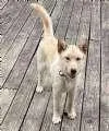 A baby medium-sized male Yellow / Tan / Blond / Fawn Husky dog named Sully for adoption in Sudbury, MA