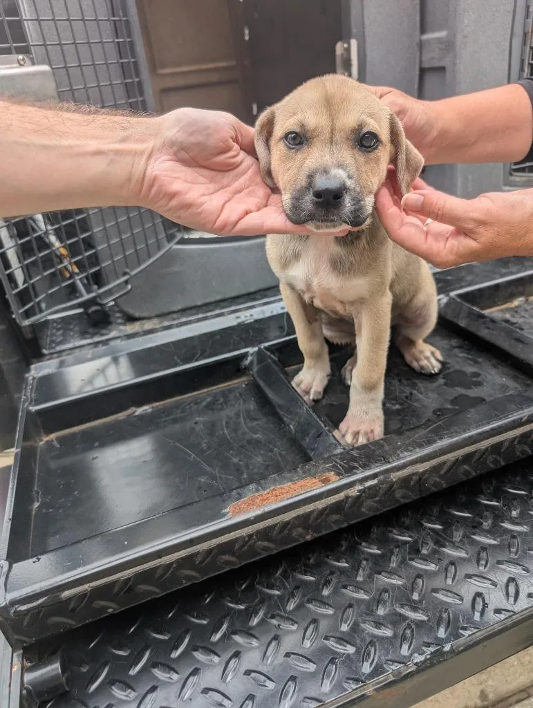 A baby small-sized female Black Mouth Cur dog named Pulca for adoption in Nacogdoches, TX