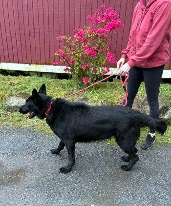 An adult large-sized male Black German Shepherd Dog dog named Baron for adoption in Bedford Hills, NY