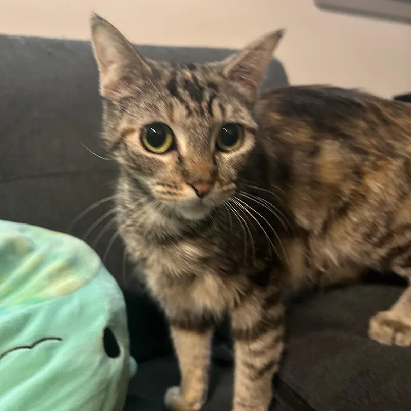 Cake The Cat thumbnail 2