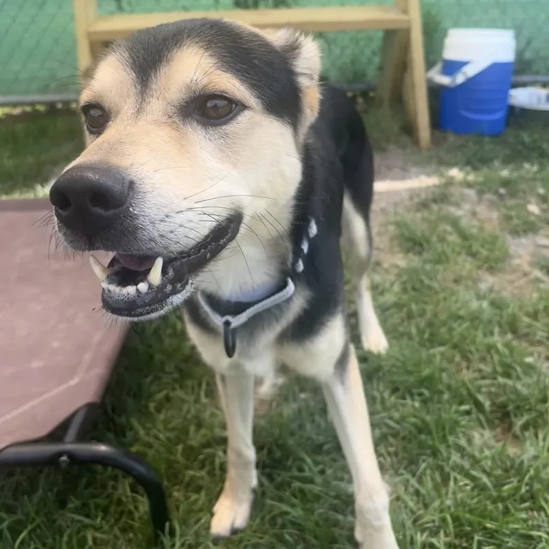 An adult medium-sized male Black Mixed Breed dog named James for adoption in Harrisonburg, VA