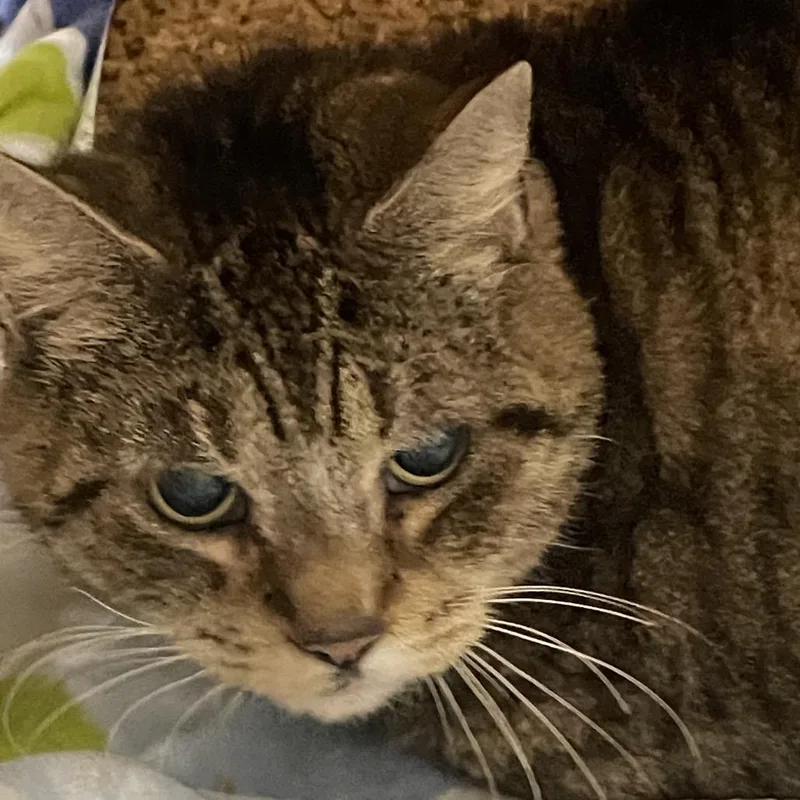 A senior small-sized female Brown / Chocolate Domestic Short Hair cat named Susie for adoption in Allentown, PA