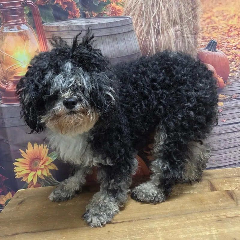 An adult small-sized female Black Miniature Poodle dog named Bernadette for adoption in Normal, IL