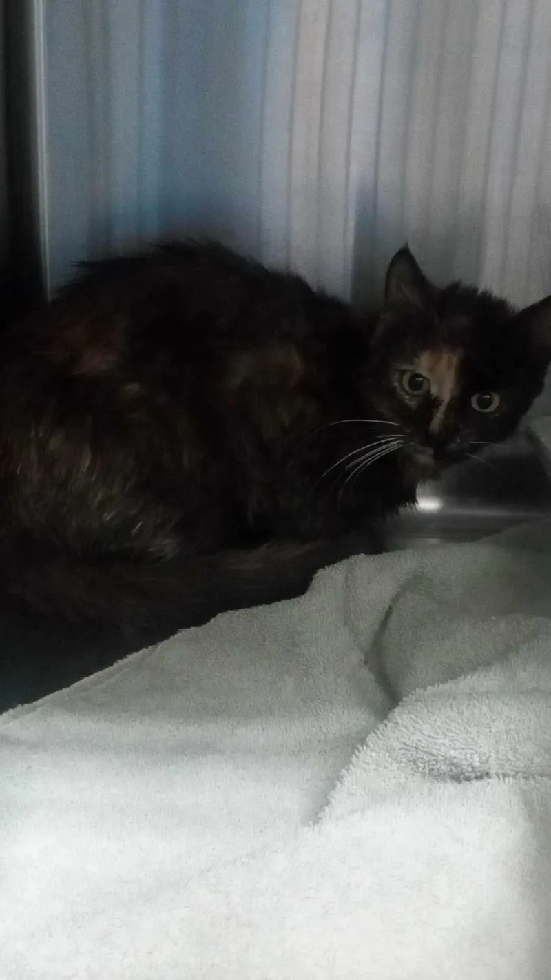 An adult medium-sized female Tortoiseshell Domestic Short Hair cat named Unknown for adoption in Burgaw, NC
