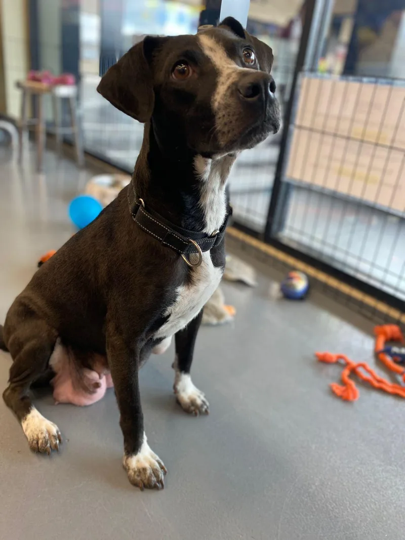 An adult medium-sized female Harlequin Terrier dog named Mamma Stevie Nicks for adoption in Austin, TX