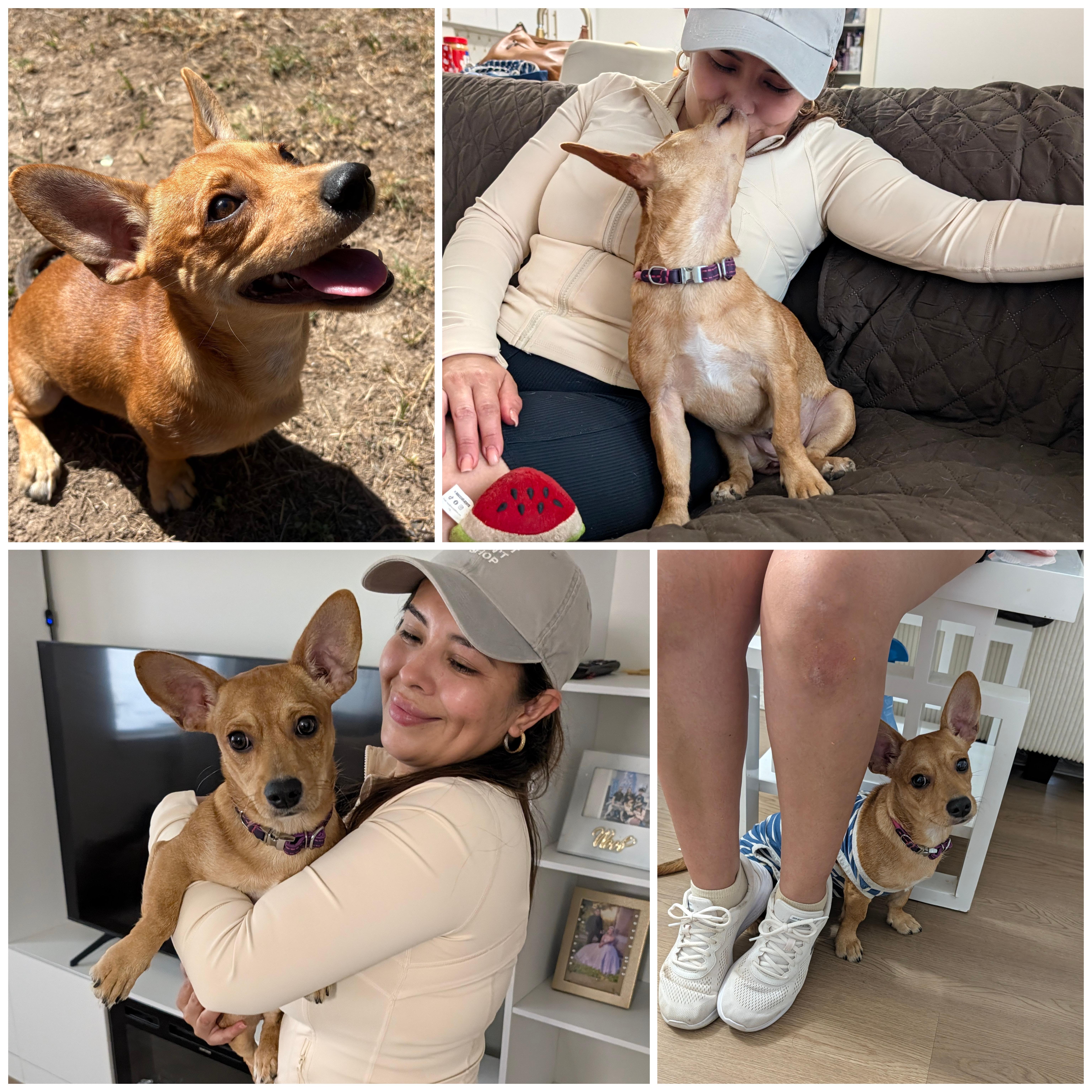 A baby small-sized female Chiweenie dog named Ellie for adoption in Bastrop, TX