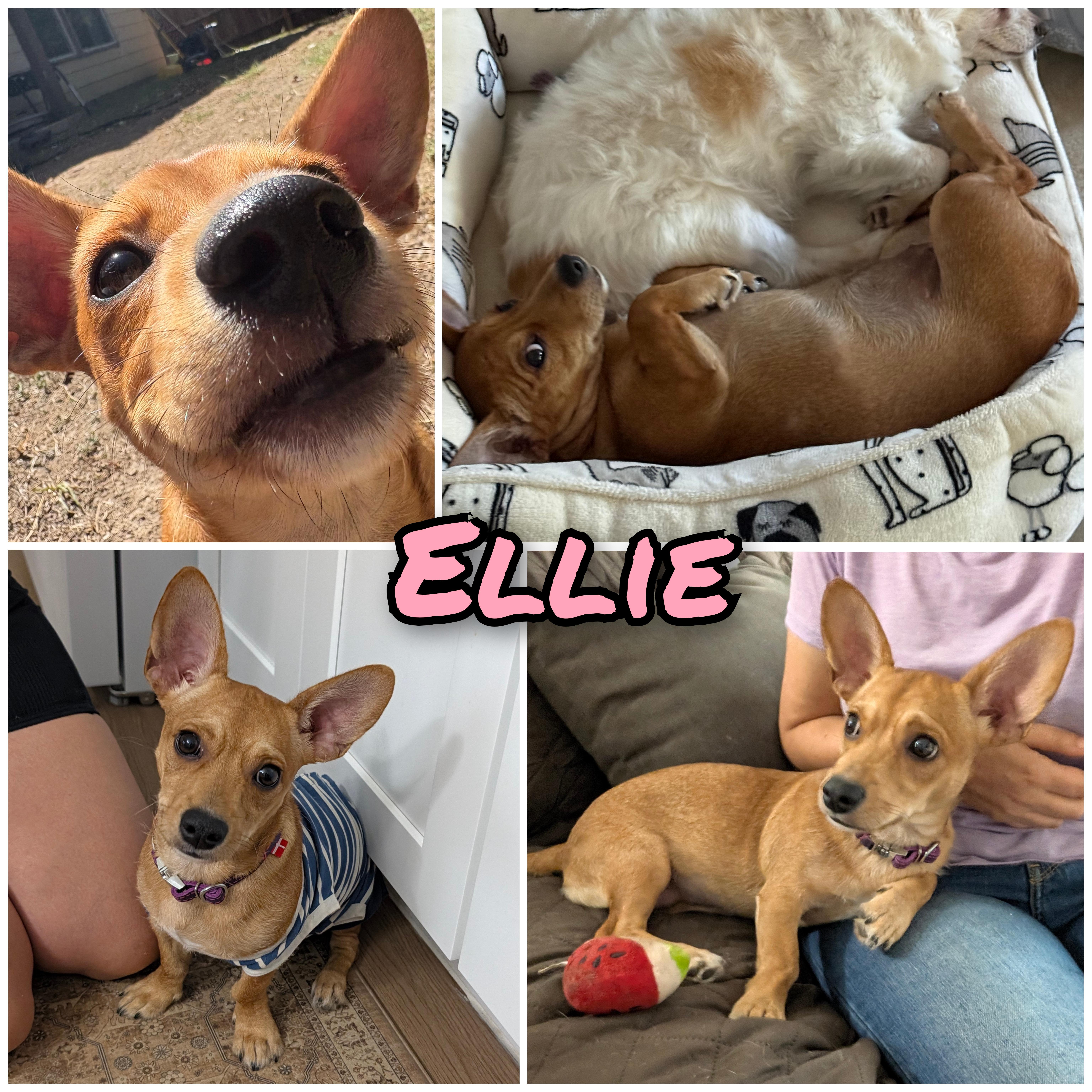 Ellie thumbnail 6