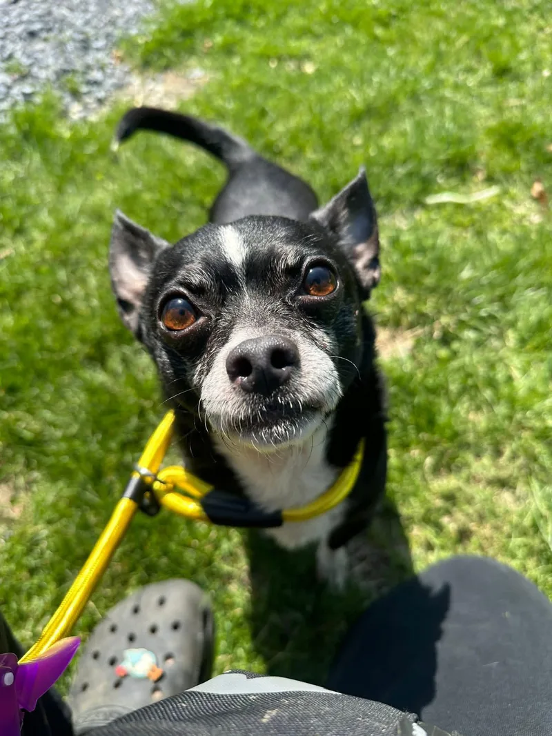 A senior small-sized male Black Chihuahua dog named Roscoe for adoption in Myerstown, PA