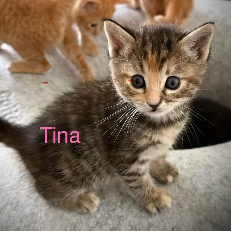 A baby small-sized female Domestic Short Hair cat named Tina for adoption in Chino Hills, CA