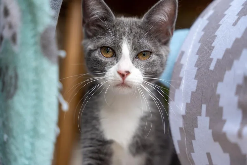A baby small-sized female Domestic Short Hair cat named Mantis for adoption in Dallas, TX
