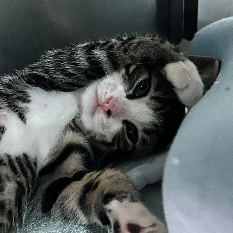 A baby medium-sized male Tabby (Gray / Blue / Silver) Domestic Short Hair cat named Smudge for adoption in East Brunswick, NJ