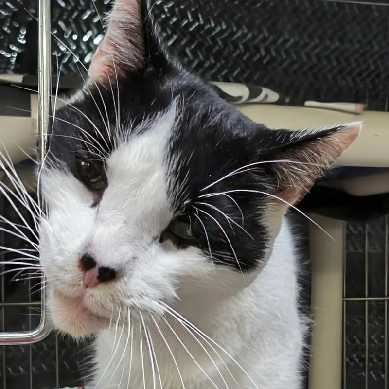 A senior large-sized male White Domestic Short Hair cat named Eskimo for adoption in West Jefferson, OH