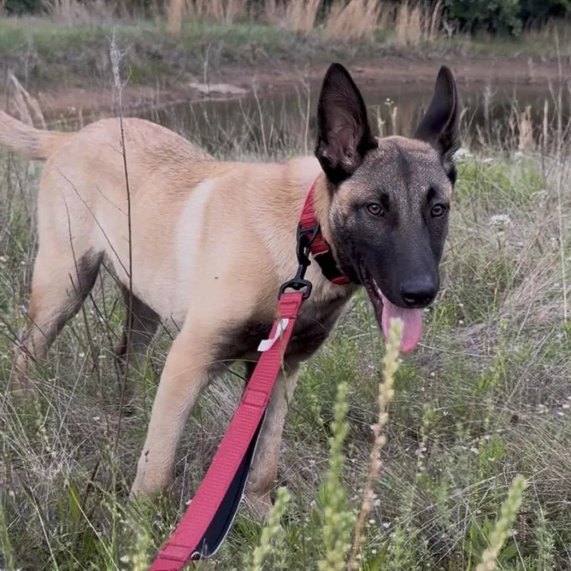 Ares