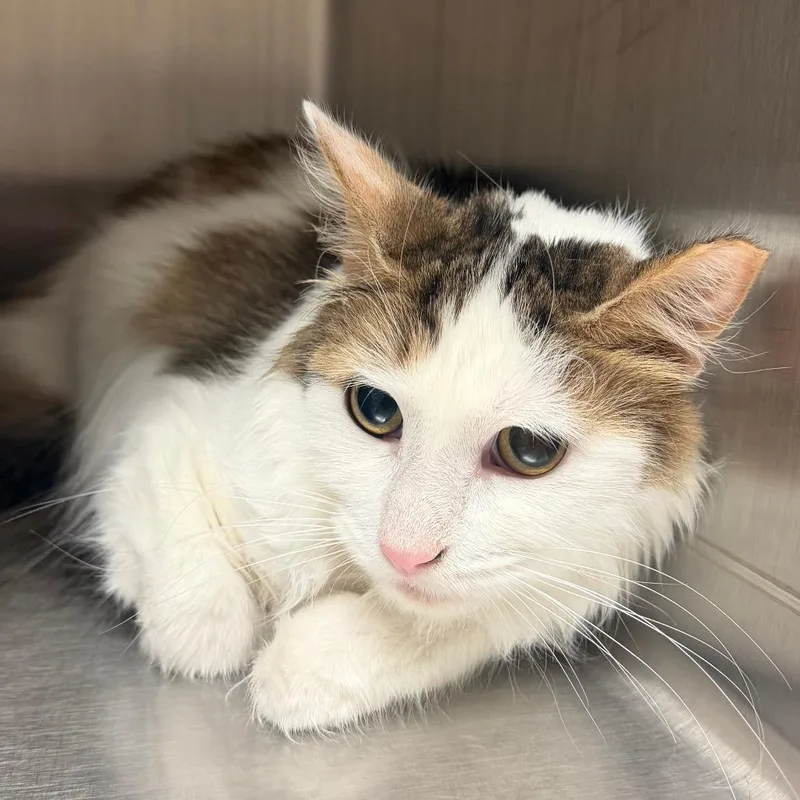 An adult medium-sized female White Domestic Medium Hair cat named Sweet Pea for adoption in Naperville, IL