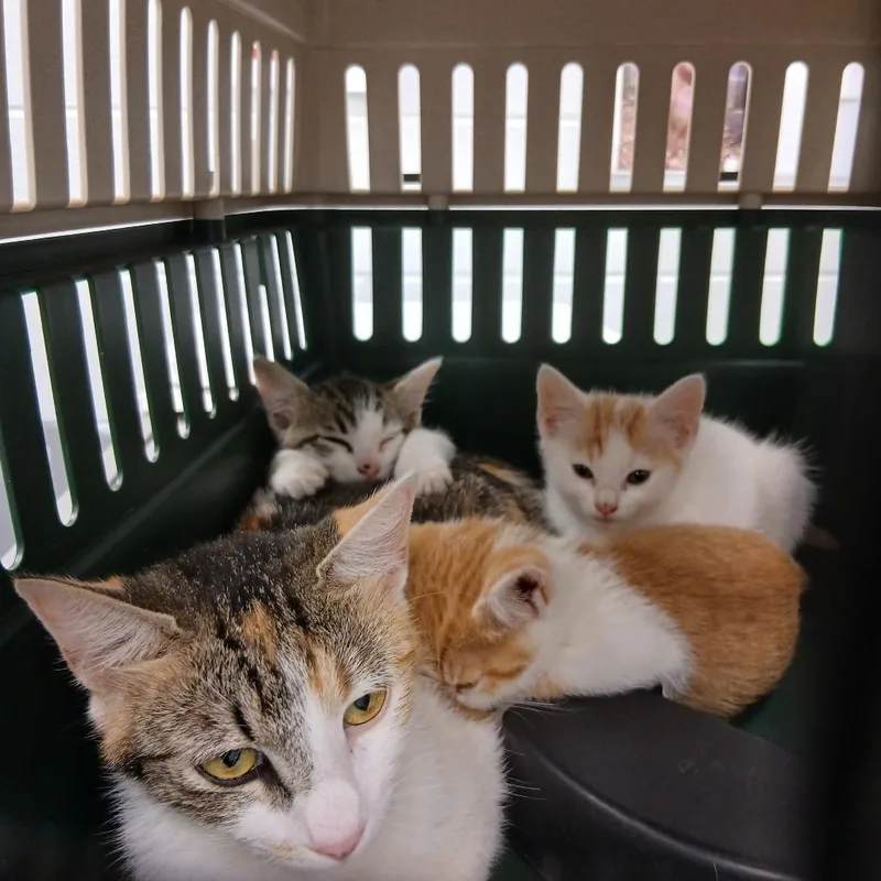 A young small-sized female White Domestic Short Hair cat named Squeakers for adoption in Chattanooga, TN